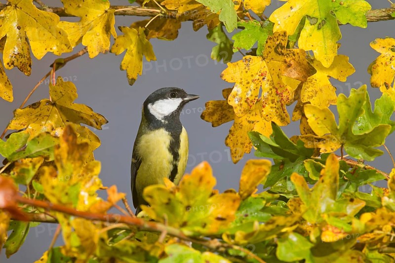 Great Tit