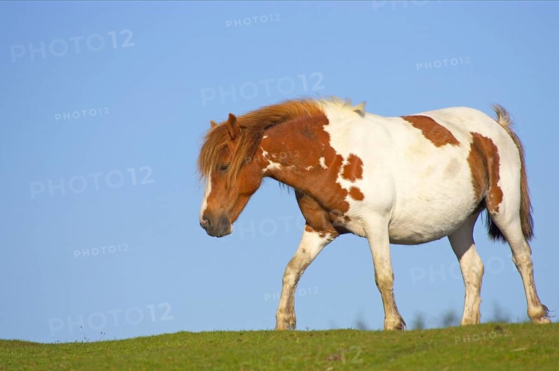 Dartmoor Pony