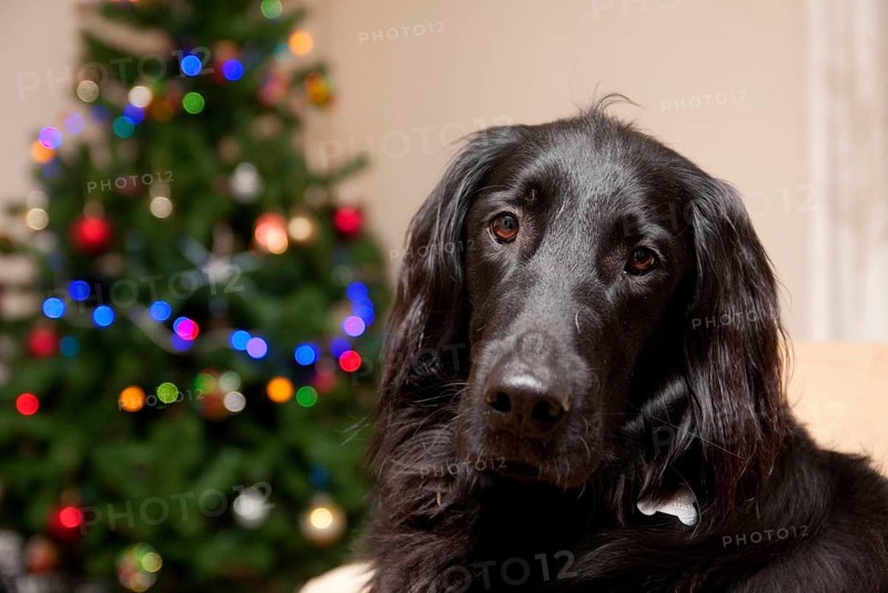 Domestic dog