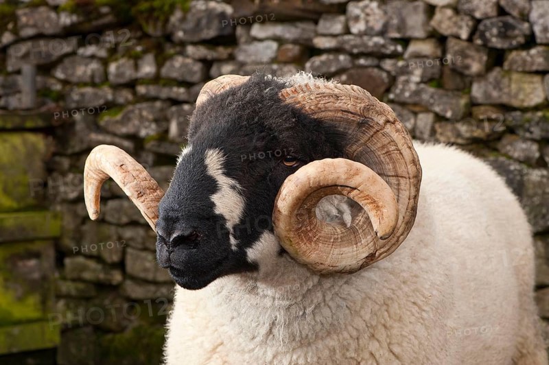 Domestic sheep