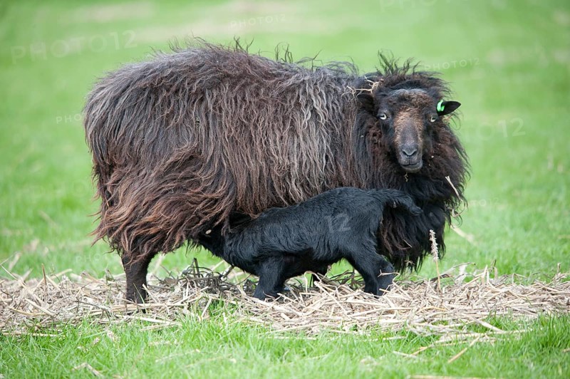 Domestic sheep
