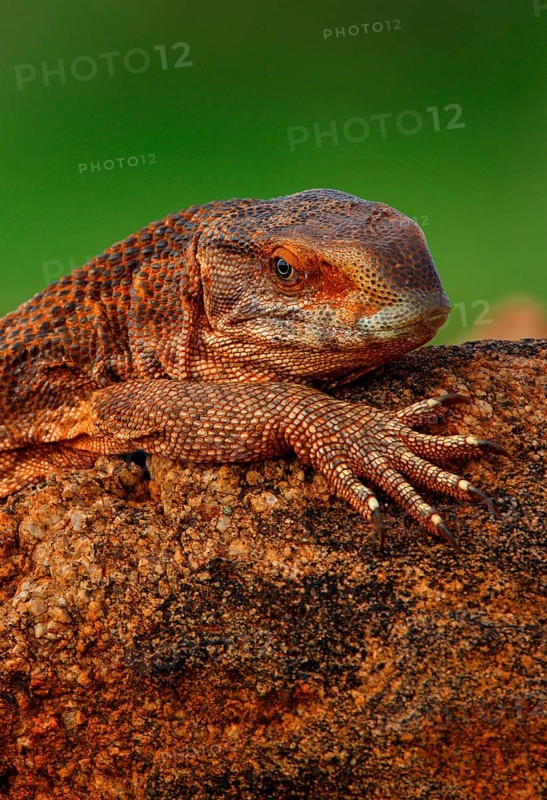 Savannah monitor