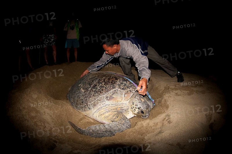 Green Turtle
