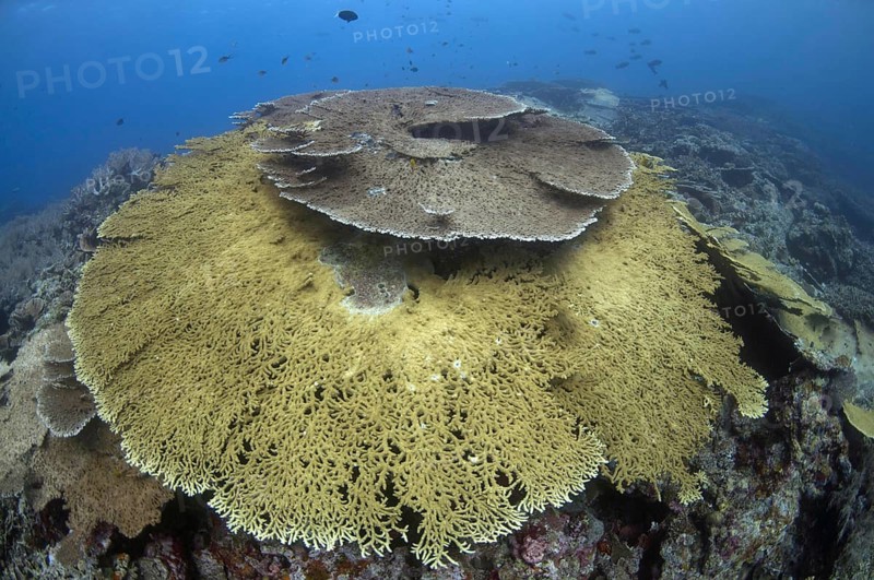 Table Coral