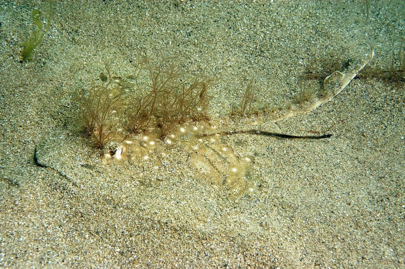 Undulate Ray