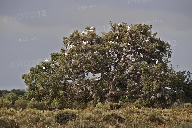 400 year old oaks where there is a colony of 1