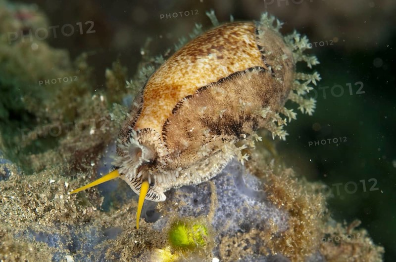 Cowrie