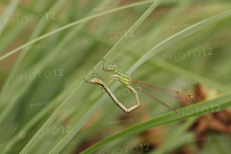 Southern Emerald Damselfly