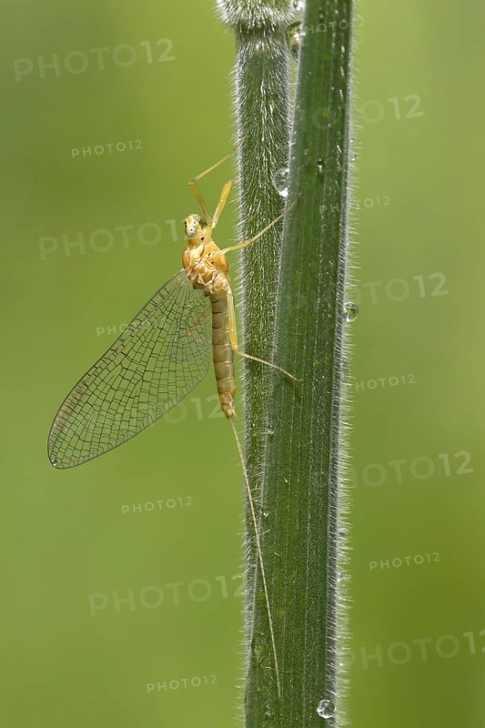 Mayfly