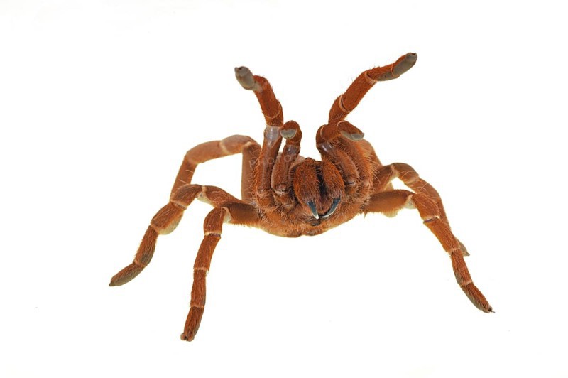Kenya giant tarantula