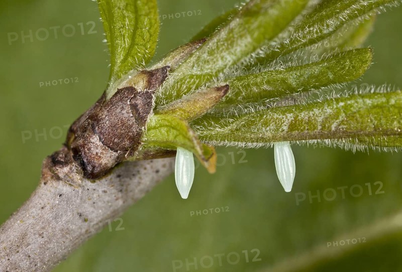 Brimstone