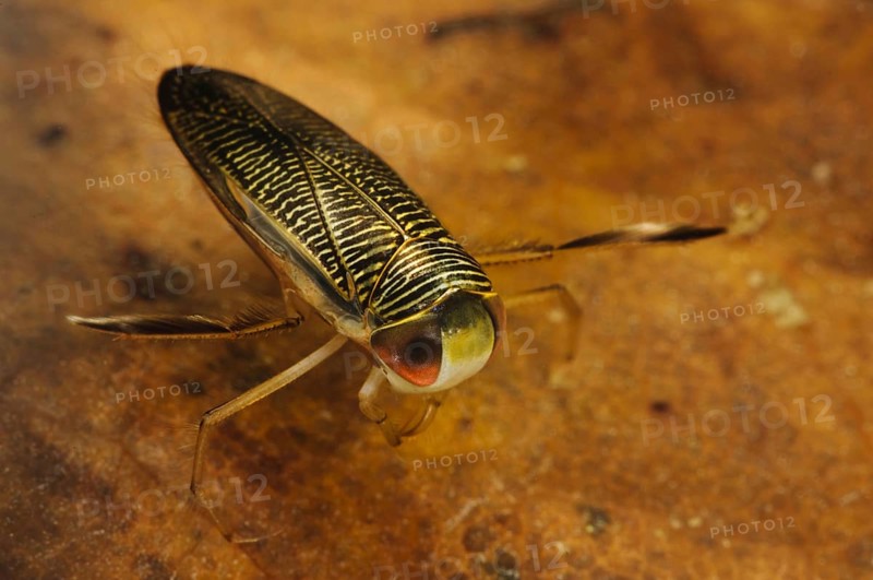 Lesser Water Boatman