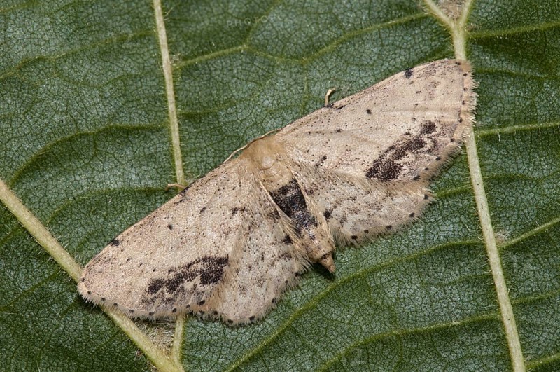Brown-angled moth