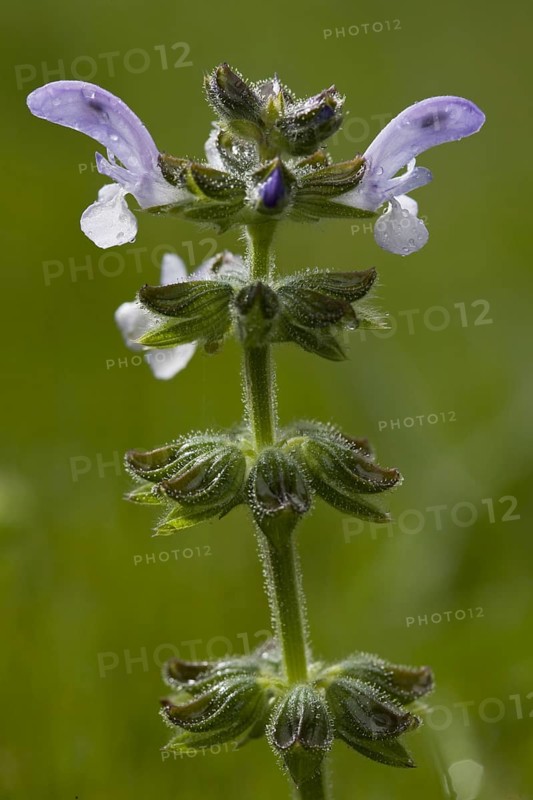 Wild sage