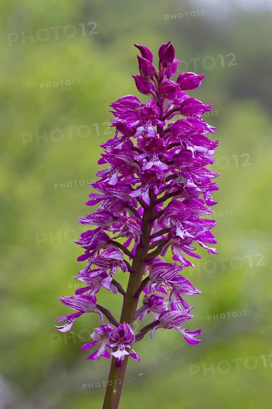 Hybrid orchid