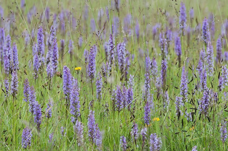 Fragrant Orchid