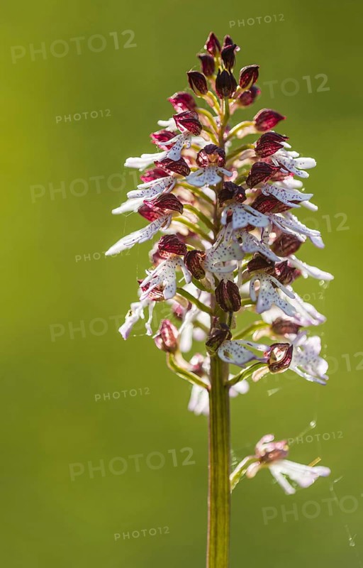 Lady Orchid