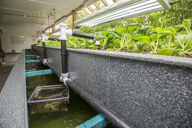 Pak choi growing in an aquaponics unit