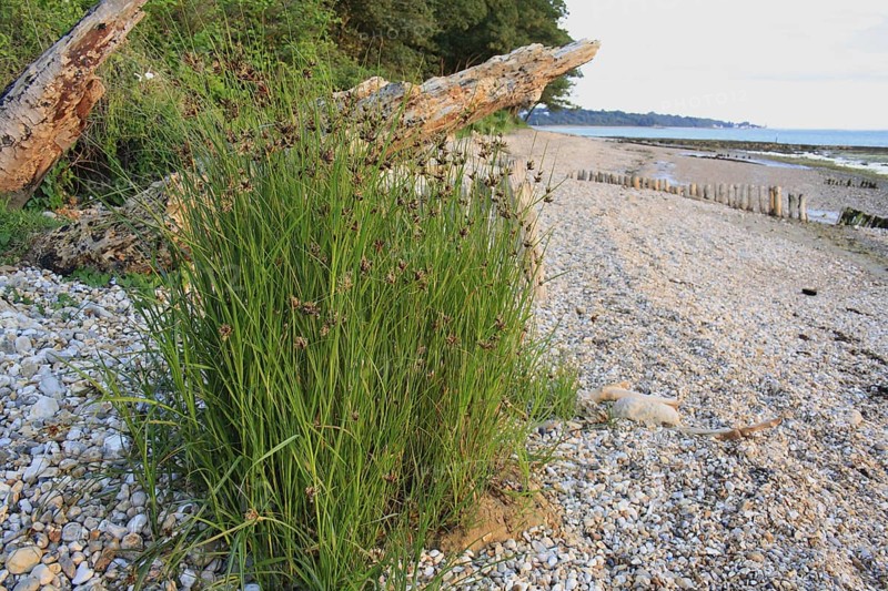 Scirpus maritimus