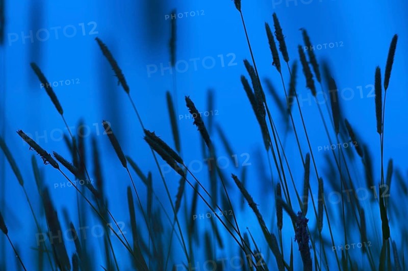 Timothy timothy-grass