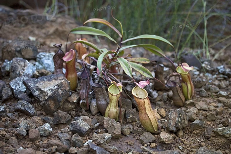 Pitcher Plant