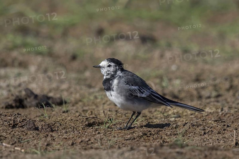 Pied Wagtail