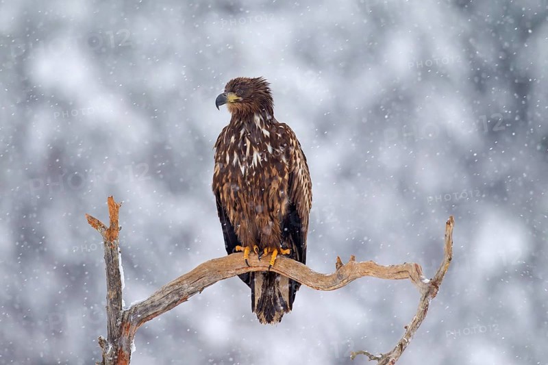 White-tailed Eagle