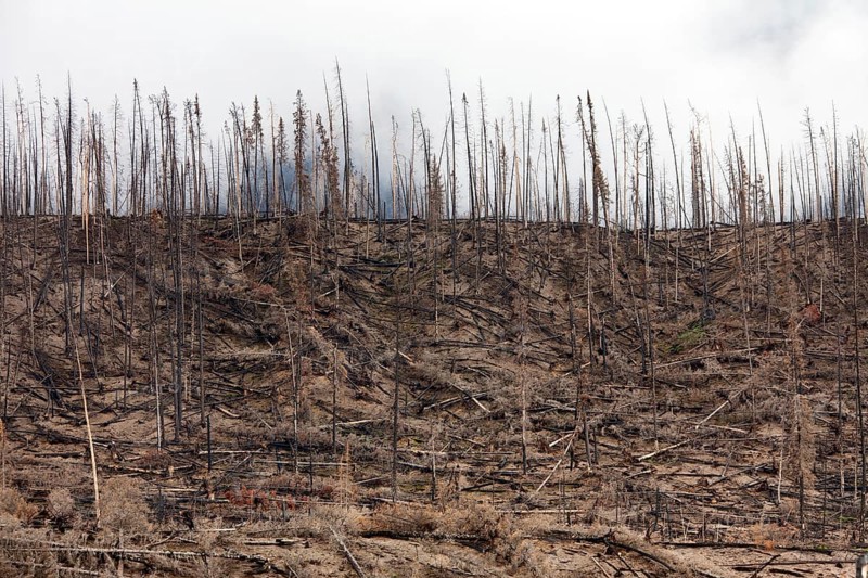 Charred logs burnt by forest fire