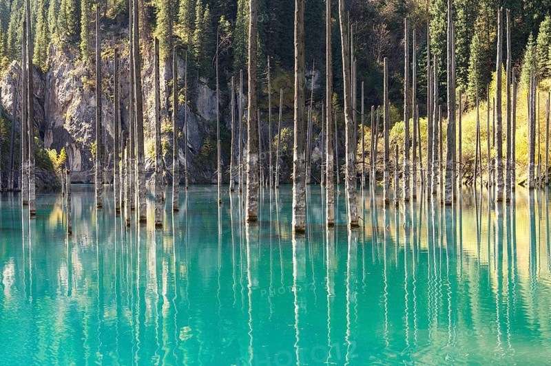 Dried trunks of
