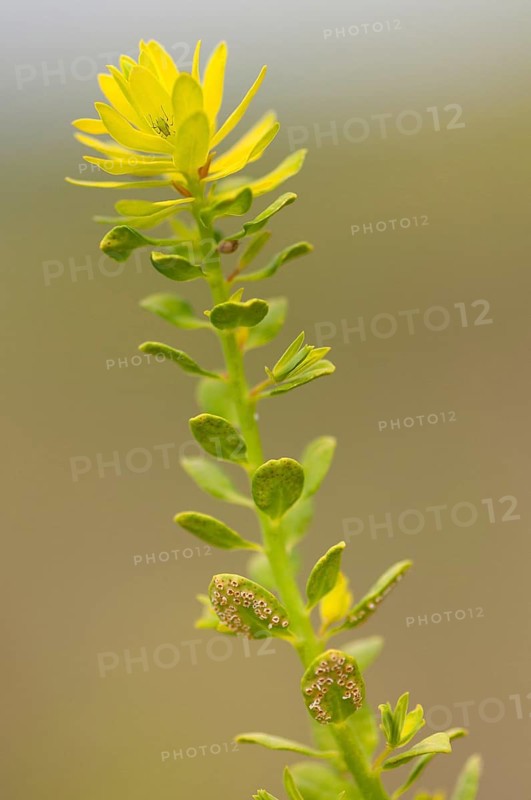 Uromyces pisi