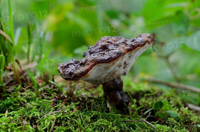 (Ganoderma) carnosum