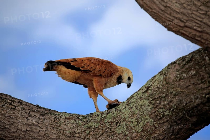 Black-collared hawk