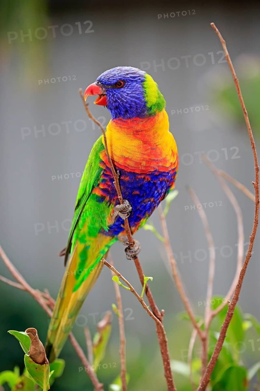 Coconut lorikeet