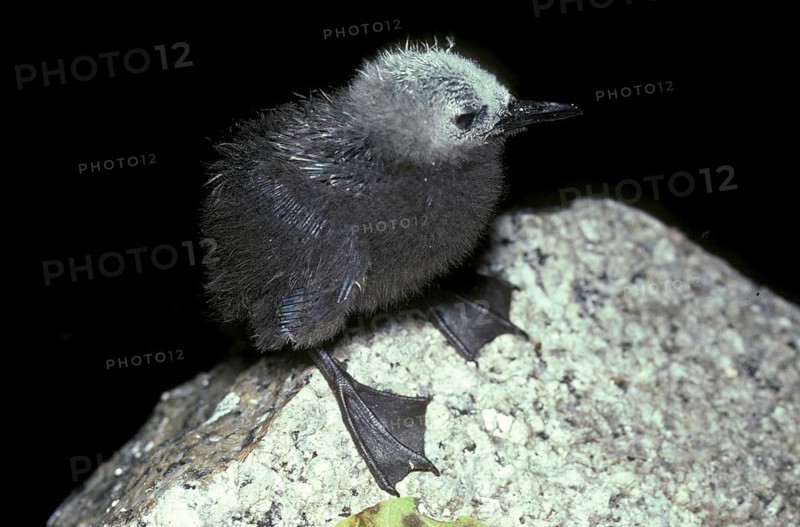Lesser Noddy