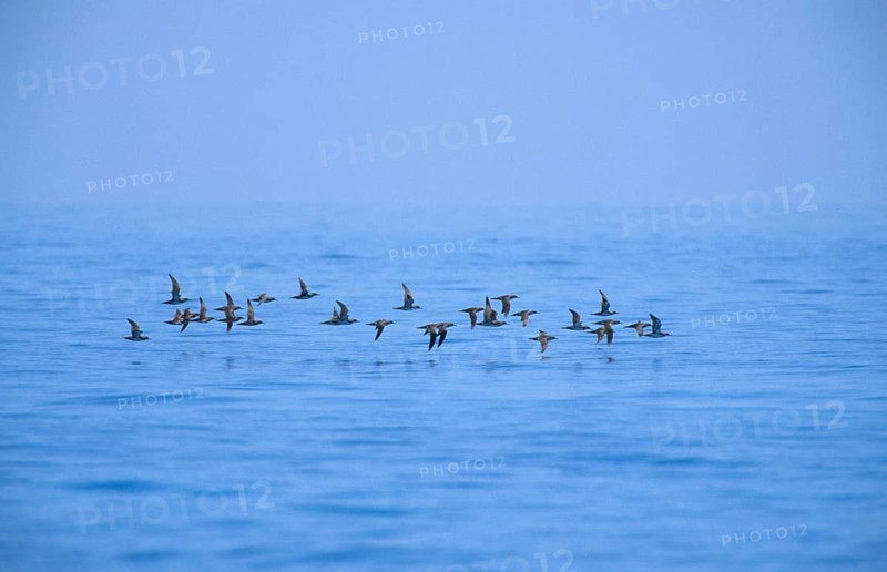Yelkouan shearwater