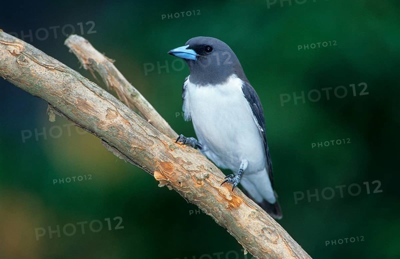 White-breasted woodswallow