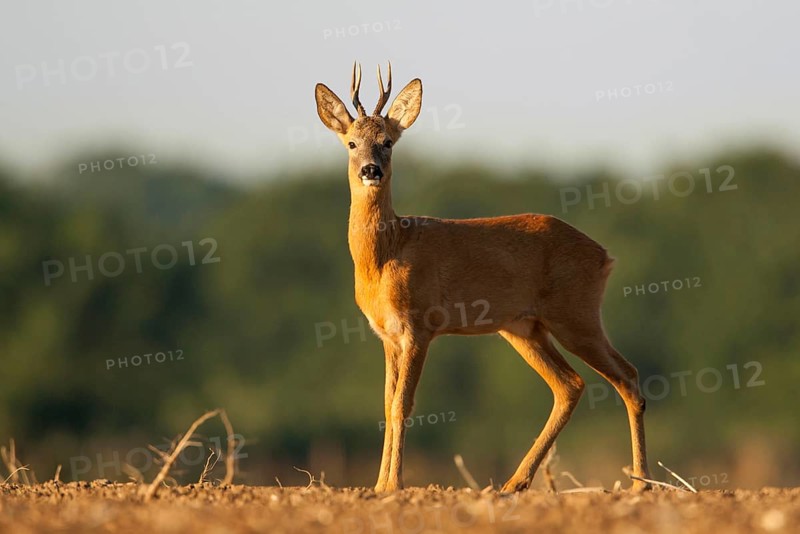 Roe deer