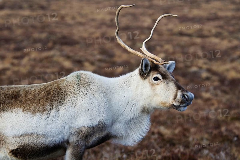 Reindeer