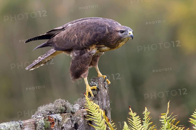Steppe buzzard