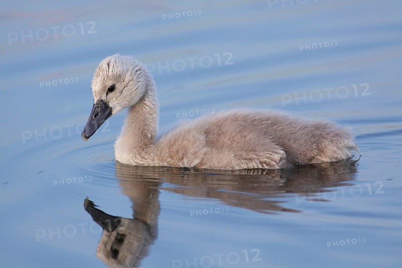Mute Swan