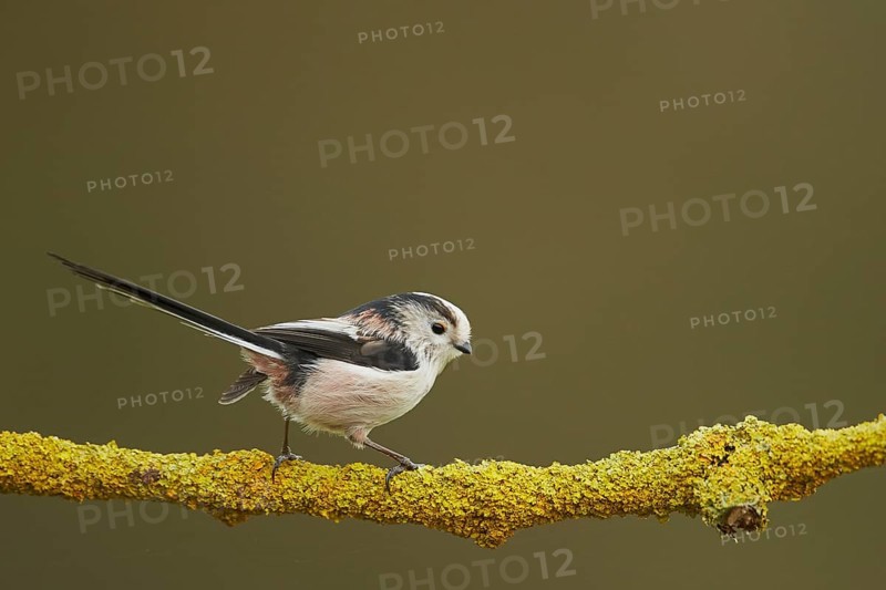 Long-tailed tit