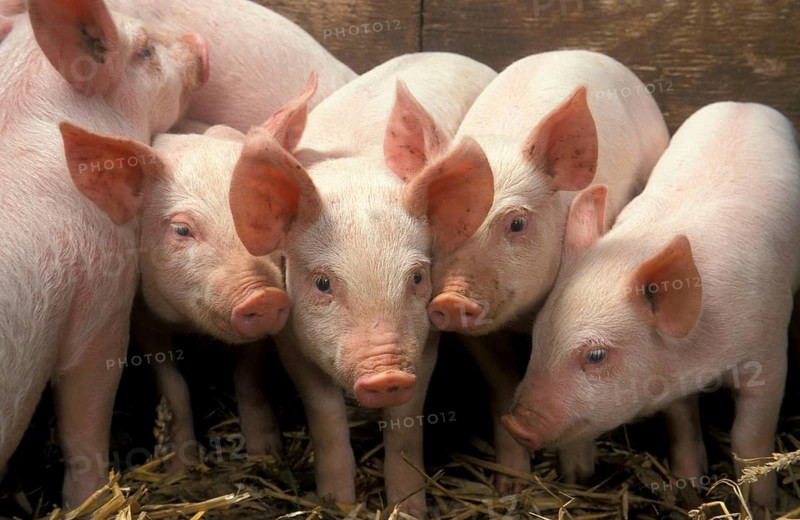 Domestic pig