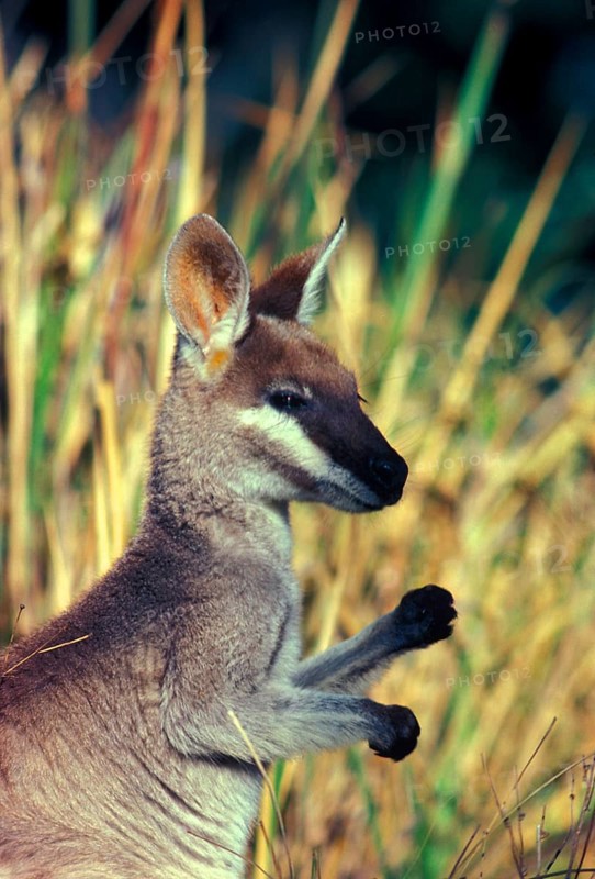 Whiptail wallaby