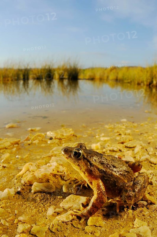 Painted frog