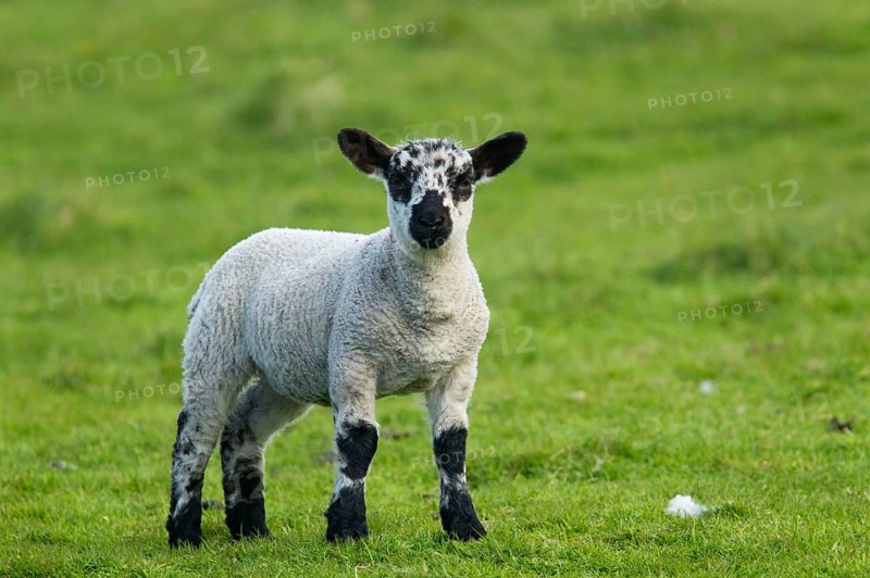 Domestic Sheep