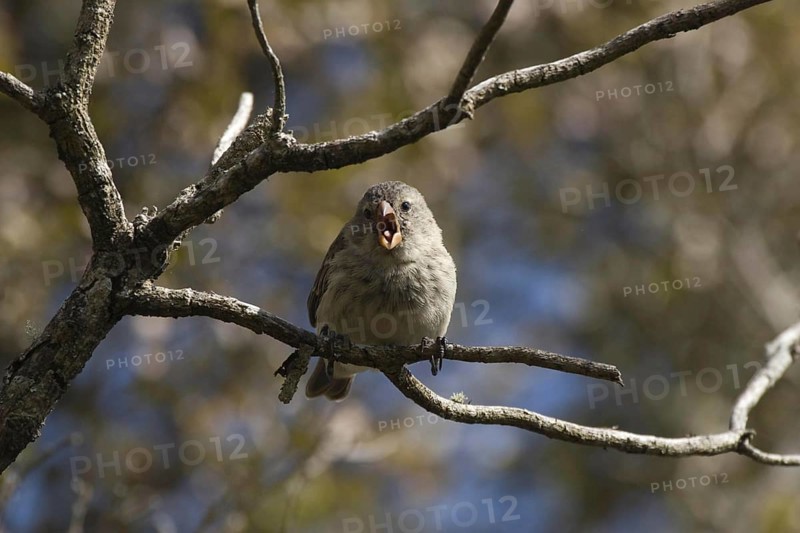 Small-billed Darwinfinch