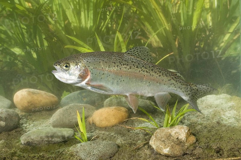 Rainbow Trout