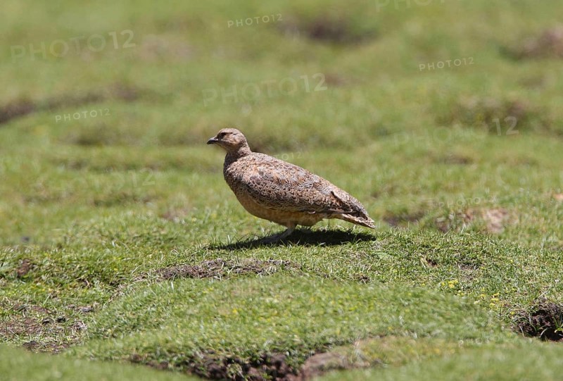 Rufous-bellied Seedsnipe