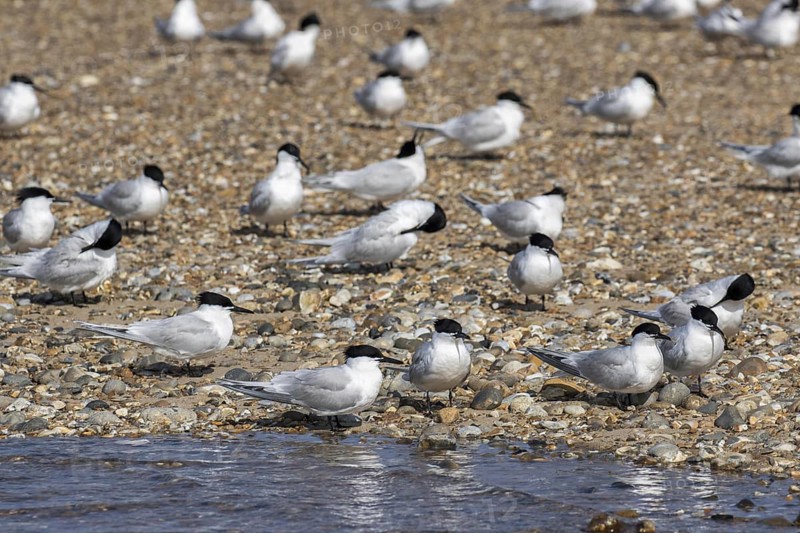 Sandwich Terns gather on the pebble spit on Scolt Head Island
