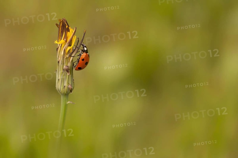 Seven-spot Ladybird